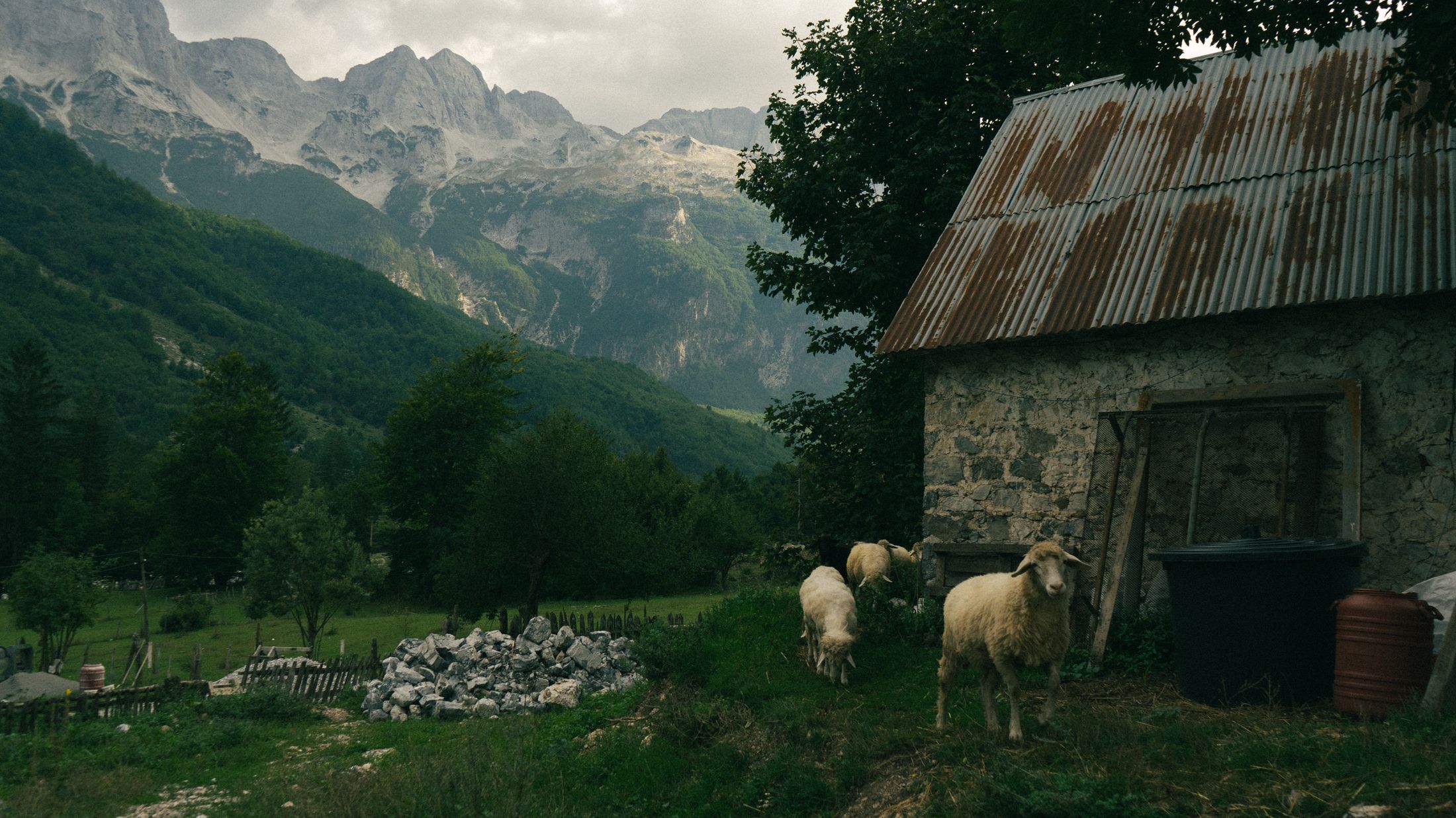 Sheep beside a rural home in the Albanian Alps